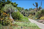 Huntington Garden - the desert garden